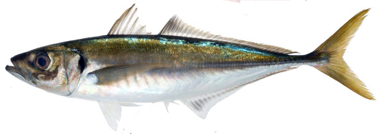 Trachurus mediterraneus_007